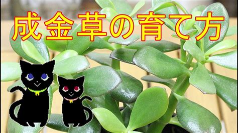 成金草 風水|金のなる木とは｜育て方がわかる植物図鑑｜みんなの趣味の園芸